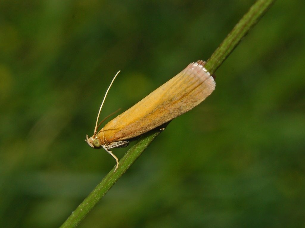 Alcuni Microlepidotteri da determinare